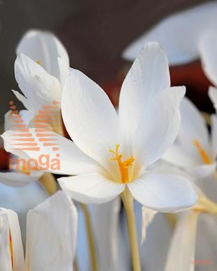 http://twentheplant.nl/tsd/97212_CRSALBUS_PER100,57_1.jpg