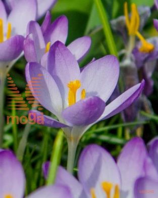 http://twentheplant.nl/tsd/97212_CRTBPURP_PER100,56_1.jpg
