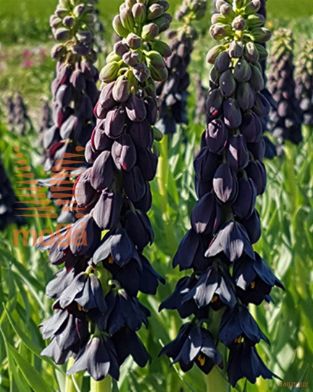 http://twentheplant.nl/tsd/97212_FRPTTTRI_per10,20_1.jpg