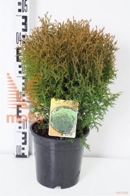 http://twentheplant.nl/tsd/68225_THOLGIAN_8P19030040_1.jpg