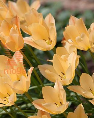 http://twentheplant.nl/tsd/97212_TUBGEM_PER50,6_1.jpg