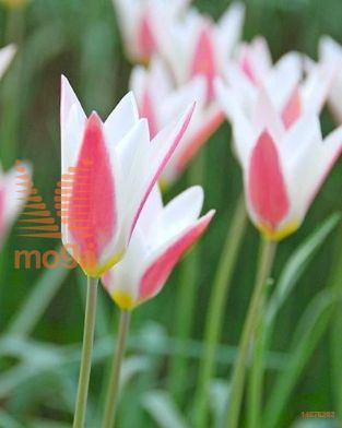 http://twentheplant.nl/tsd/97212_TUCPEPPE_PER50,6_1.jpg