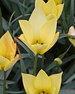 http://twentheplant.nl/tsd/97212_TUHTONK_per50,6_1.jpg