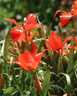 http://twentheplant.nl/tsd/97212_TULINIFO_PER50,5_1.jpg
