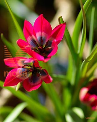 http://twentheplant.nl/tsd/97212_tulbeaut_PER50,5_1.jpg
