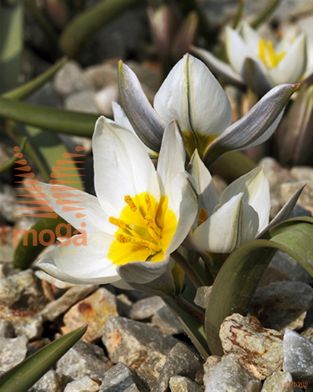 http://twentheplant.nl/tsd/97212_TUPOLYCH_PER50,5_1.jpg