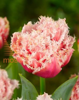 http://twentheplant.nl/tsd/97212_TUQUEENS_PER50,1112_1.jpg