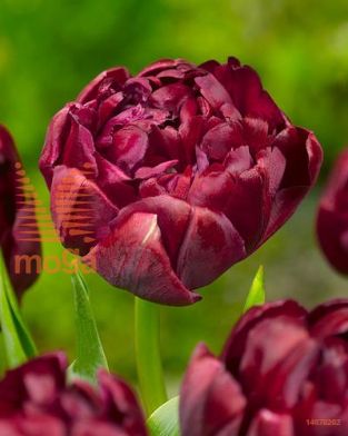 http://twentheplant.nl/tsd/97212_TUUTOM_PER50,12_1.jpg