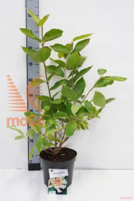 http://twentheplant.nl/tsd/55802_SIVENUS_8P23040050_1.jpg