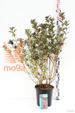 http://twentheplant.nl/tsd/61862_WEFFPURP_8p24040050_1.jpg