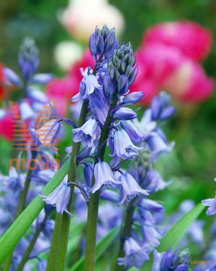http://twentheplant.nl/tsd/97212_HYHEXCEL_PER100,810_1.jpg