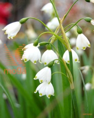 http://twentheplant.nl/tsd/97212_LEAGGIAN_PER25,14_1.jpg