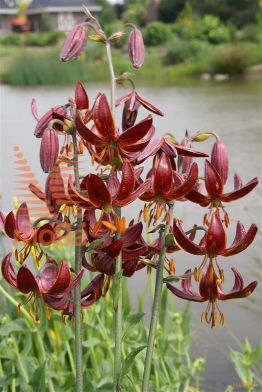 http://twentheplant.nl/tsd/97212_LICSHRID_PER10,12_1.jpg