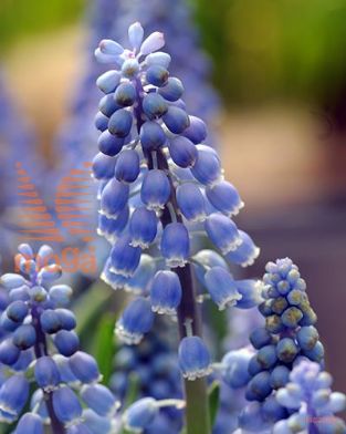 http://twentheplant.nl/tsd/97212_MUBMAGIC_PER100,89_1.jpg