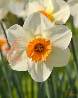 http://twentheplant.nl/tsd/97212_NABBROWN_PER50,1416_1.jpg