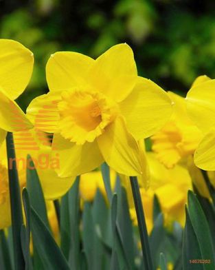 http://twentheplant.nl/tsd/97212_NACARLTO_PER50,1416_1.jpg