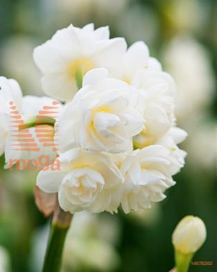 http://twentheplant.nl/tsd/97212_NACHEERF_PER50,1416_1.jpg