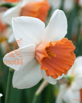 http://twentheplant.nl/tsd/97212_NACHROMA_PER50,1416_1.jpg