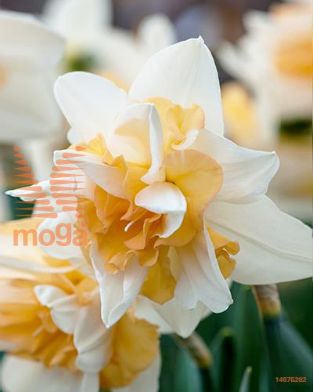 http://twentheplant.nl/tsd/97212_NADELNAS_PER50,1416_1.jpg