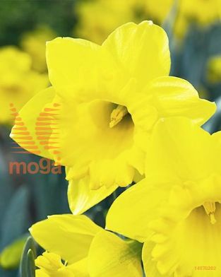 http://twentheplant.nl/tsd/97212_NADMASTE_PER50,1214_1.jpg