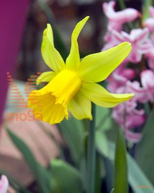 http://twentheplant.nl/tsd/97212_NAFGOLD_PER50,1214_1.jpg