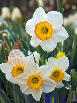 http://twentheplant.nl/tsd/97212_NAFRECOR_PER50,1416_1.jpg