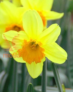 http://twentheplant.nl/tsd/97212_NAFORTIS_PER50,1416_1.jpg