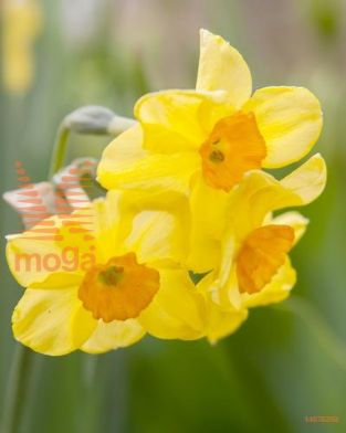 http://twentheplant.nl/tsd/97212_NAGDAWN_PER50,1416_1.jpg