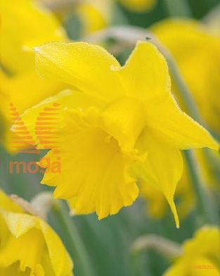 http://twentheplant.nl/tsd/97212_NAGHARVE_PER50,1416_1.jpg