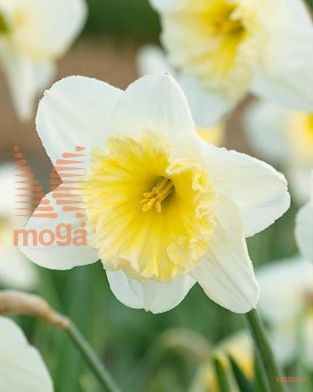http://twentheplant.nl/tsd/97212_NAIFOLLI_PER50,1214_1.jpg