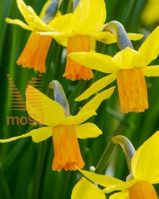 http://twentheplant.nl/tsd/97212_NAJETFIR_PER50,1214_1.jpg