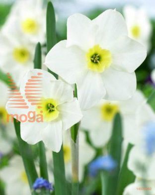 http://twentheplant.nl/tsd/97212_NALIEKE_PER50,14_1.jpg