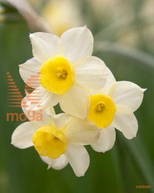 http://twentheplant.nl/tsd/97212_NAMINNOW_PER50,1214_1.jpg