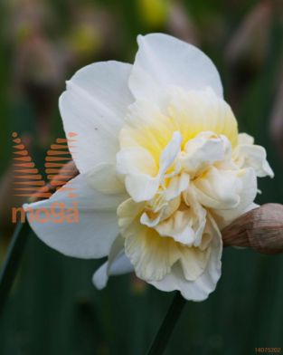 http://twentheplant.nl/tsd/97212_NAOBDAM_PER50,1416_1.jpg
