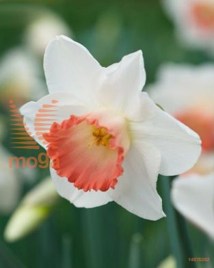 http://twentheplant.nl/tsd/97212_NAPCHARM_PER50,1416_1.jpg