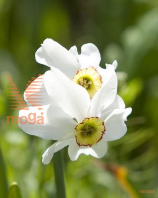 http://twentheplant.nl/tsd/97212_NAPRECUR_PER50,1416_1.jpg