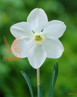 http://twentheplant.nl/tsd/97212_NAPICE_PER50,1214_1.jpg