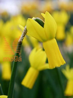 http://twentheplant.nl/tsd/97212_NARAPTUR_PER50,1214_1.jpg