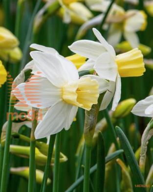 http://twentheplant.nl/tsd/97212_NASAILBO_PER50,1214_1.jpg