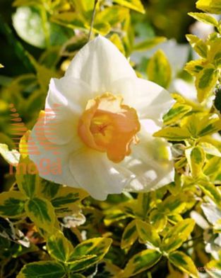 http://twentheplant.nl/tsd/97212_NASALOME_PER50,1416_1.jpg