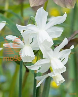 http://twentheplant.nl/tsd/97212_NATTHALI_PER50,1416_1.jpg