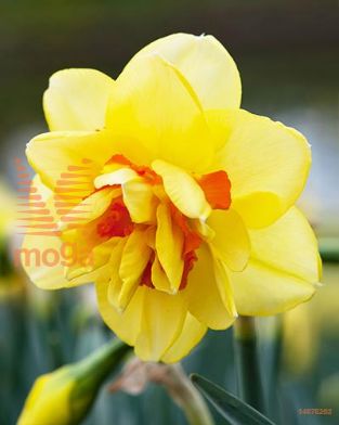 http://twentheplant.nl/tsd/97212_NATAHITI_PER50,1416_1.jpg