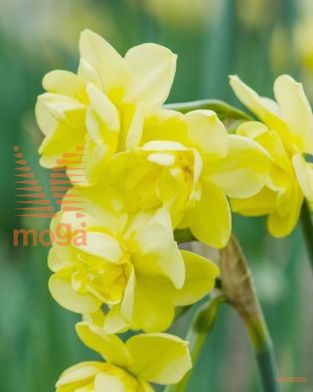 http://twentheplant.nl/tsd/97212_NAYCHEER_PER50,1416_1.jpg
