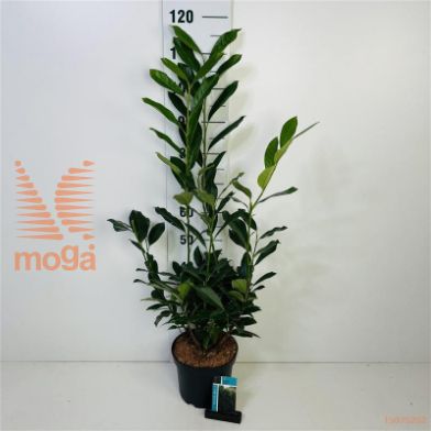 http://twentheplant.nl/tsd/61862_PRLELLY_8P23040050_1.jpg