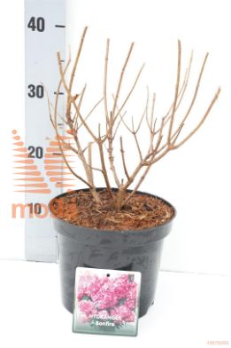 http://twentheplant.nl/tsd/76887_HYPBONFI_8P19030040_1.jpg