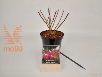 http://twentheplant.nl/tsd/76887_HYPFMELB_8P15020030_1.jpg