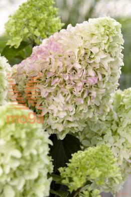 http://twentheplant.nl/tsd/76887_HYPLFRES_8P19030040_1.jpg