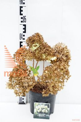 http://twentheplant.nl/tsd/76887_HYPLSPOO_8P19030040_1.jpg