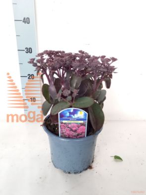 http://twentheplant.nl/tsd/59266_SEPEMPER_8P17_1.jpg