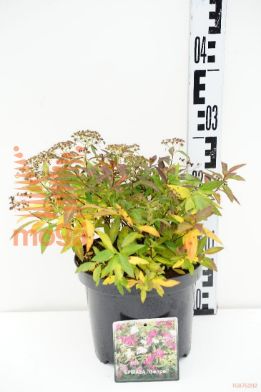 http://twentheplant.nl/tsd/76887_SPJGENPE_8P19025030_1.jpg